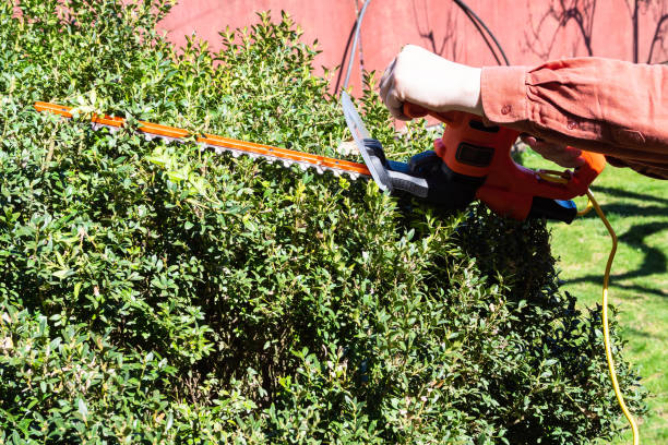 istock man trims green shrub by electric hedge trimmer 1320292479