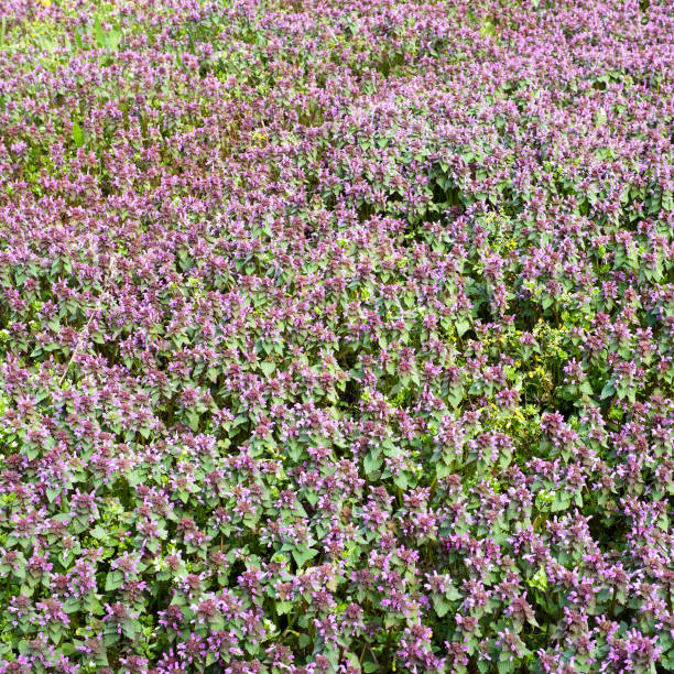 wild meadow overgrown by purple flowers on spring day