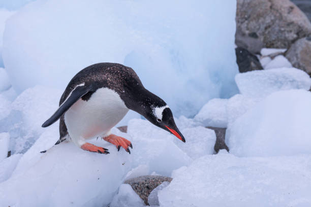 얼음 위에 서 있는 펭귄의 클로즈업 - bird black penguin gentoo penguin 뉴스 사진 이미지