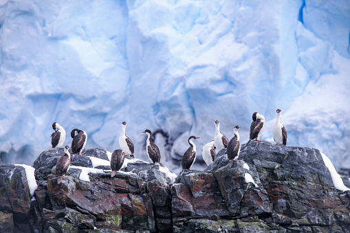 Group of Blue eyed cormorants on the rocks with huge ice cliff in background, Wilhelmina Bay, Antarctica.