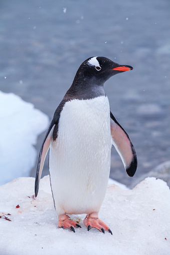 Gentoo penguin walking in snow in Antarctica with foot raised  with a background of a distant out of focus penguin