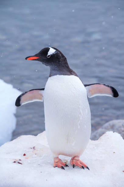 istock Close-up of penguin standing on ice 1320292564