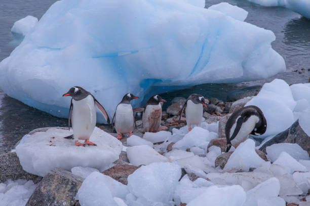 istock Penguins standing on ice along coastline 1320292587