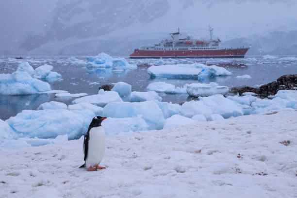 gentoo pinguin auf schnee mit expeditionsschiff im hintergrund - südpolarmeer stock-fotos und bilder