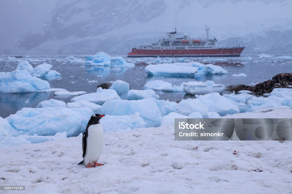 Gentoo penguin on snow with expedition ship in background Gentoo penguins standing on snow with expedition ship in background during snowfall, Neko Harbor, Antarctica. Climate Change Stock Photo