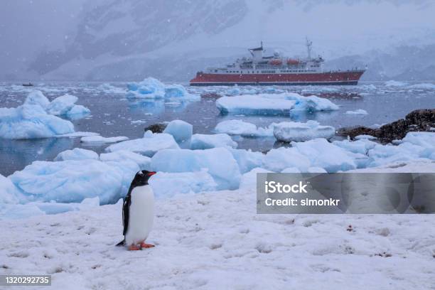 Gentoo Penguin On Snow With Expedition Ship In Background Stock Photo - Download Image Now