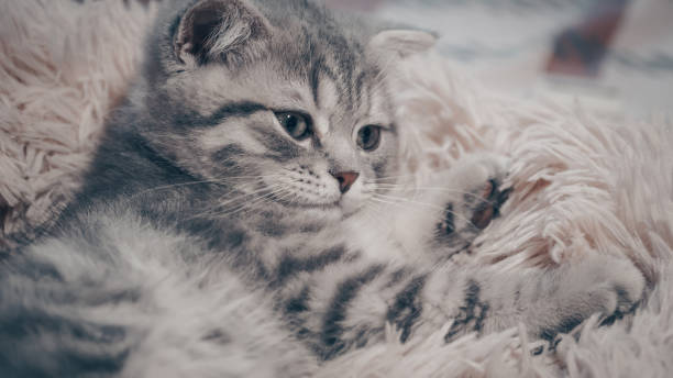 istock Cute Scottish cat, three month old kitten 1320292752