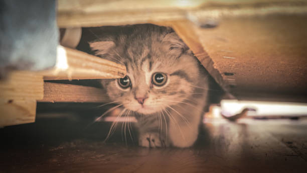 istock Cute Scottish cat, three month old kitten 1320292775