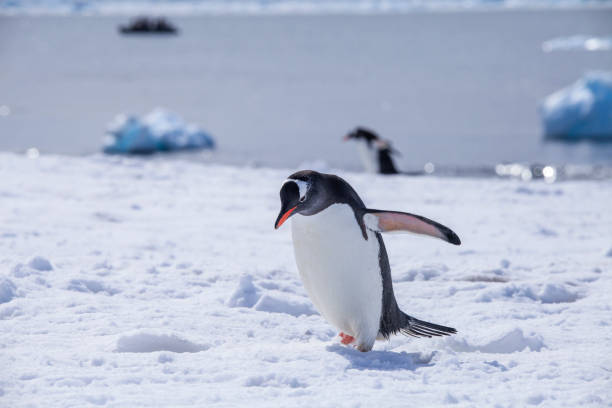 istock Penguin walking on snowy landscape 1320292796