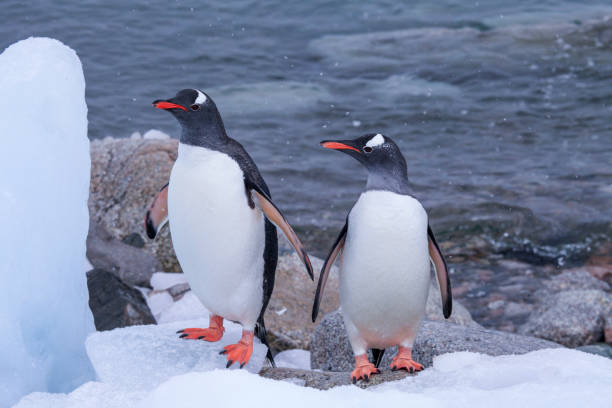 istock Pair of penguins coming out from water 1320292814