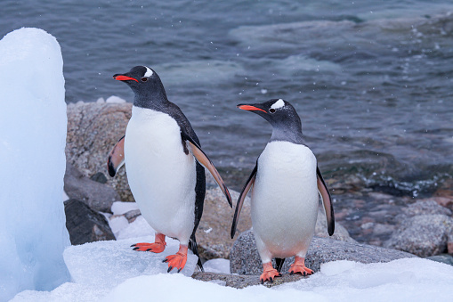Pair of Gentoo penguins coming out from water along icy coastline, Neko Harbor, Antarctica.
