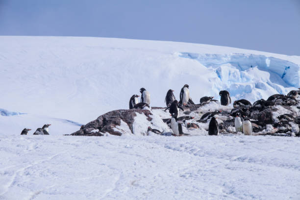istock Gentoo penguins on small snowy island 1320292905