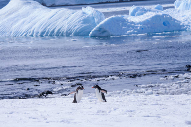 istock Gentoo penguins standing on snowy landscape 1320292920