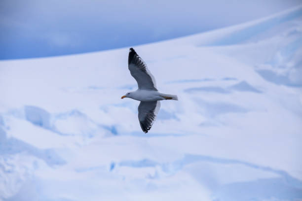 fulmar méridional volant sur la côte - fulmar photos et images de collection