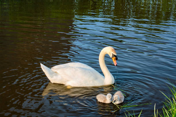 istock Swan with little swans 1320293699