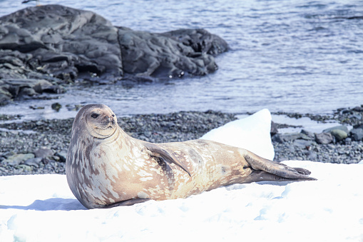 Weddel seal lying on the snow near Trinity Peninsula, Antarctica.