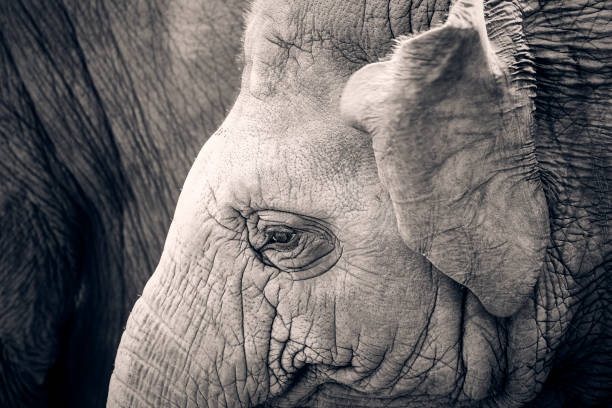 istock Close up of Thai elephant 1320294088