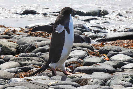 Adelie penguin walking on rocks at King George Island, South Shetland Islands, Antarctica.