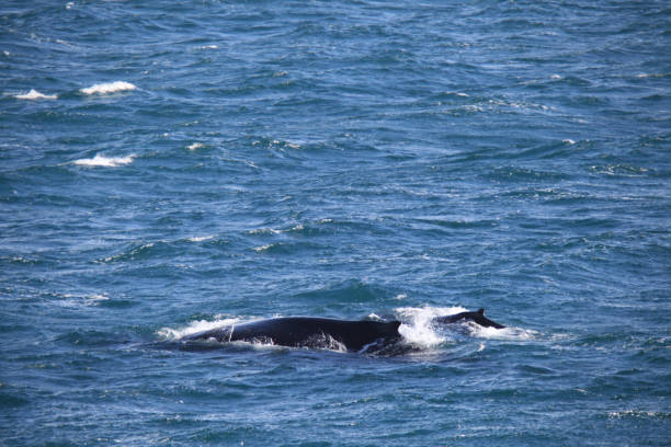 istock Whales swimming in sea 1320294304