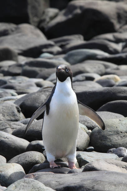 pingwin chodzący po skałach - 3690 zdjęcia i obrazy z banku zdjęć