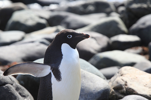 Close-up of adelie penguin standing on rocks at King George Island, South Shetland Islands, Antarctica.