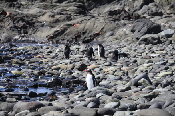istock Gentoo penguins standing on rocky coast 1320294569