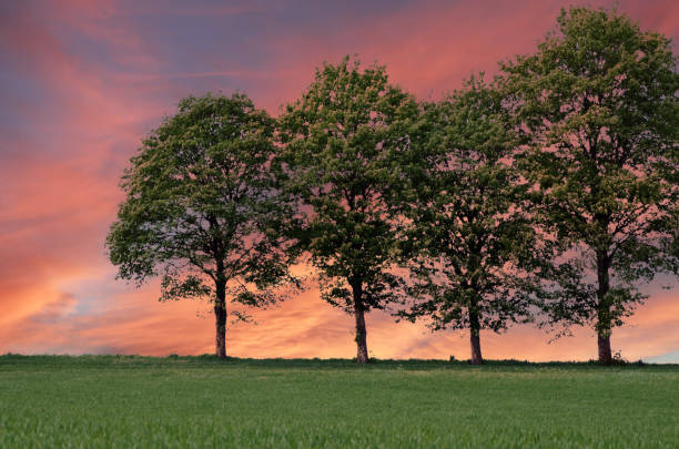 Trees with pink skies