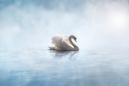 Cisne en la luz del sol de la mañana con reflejos en aguas tranquilas en un lago photo