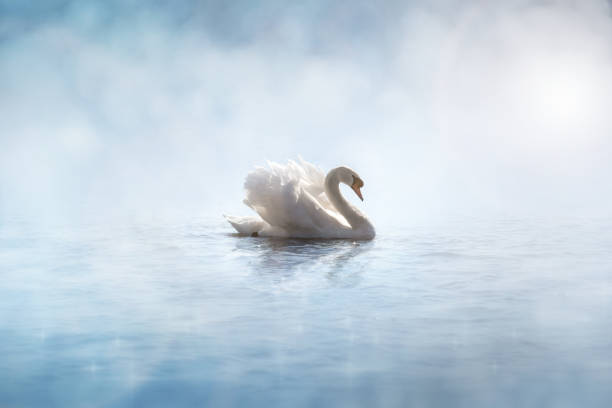 湖の穏やかな水に反射する朝日光の中の白鳥 - swan bird water fog ストックフォトと画像