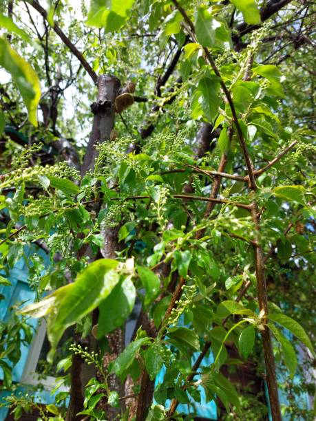 istock Birch tree branches with green leaves and raindrops in spring 1320295727