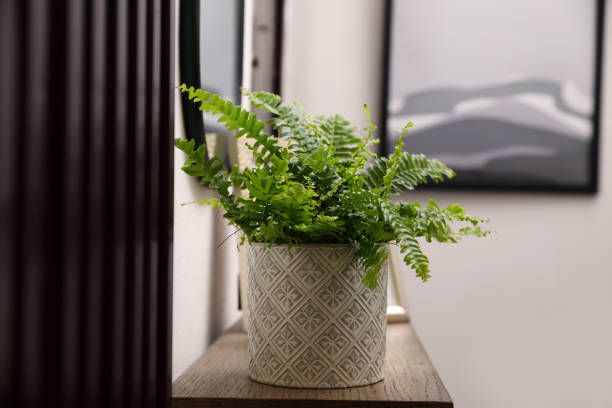 istock Beautiful fresh potted fern on table in hallway 1320296534