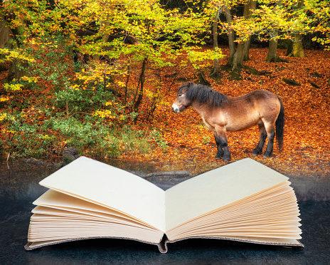 Beautiful Autumn Fall colorful vibrant forest landscape with wild pony by lakeside coming out of pages in imaginary book