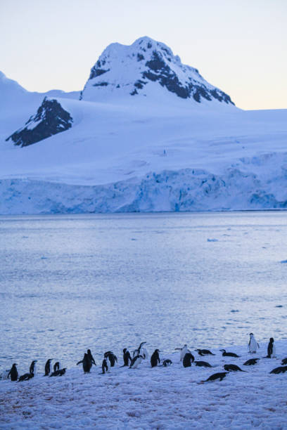 istock Penguins on Livingstone Island 1320296949