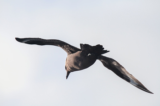 Low angle view of brown skua flying in sky near South Shetland Islands, Antarctica.