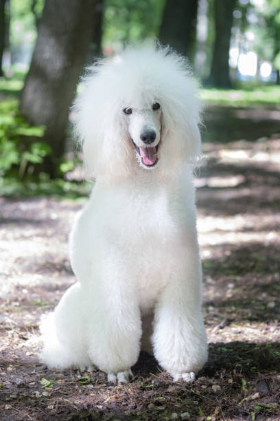 istock Portrait of a white royal poodle 1320297154