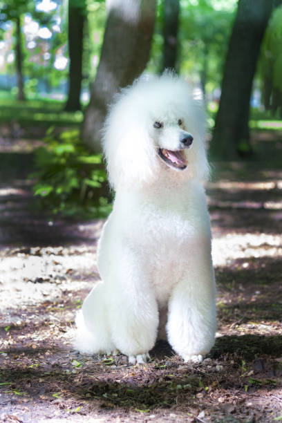 istock Portrait of a white royal poodle 1320297183