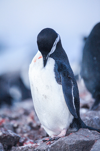Close-up of chinstrap penguin standing on rock, Half Moon Island, South Shetland Islands, Antarctica.