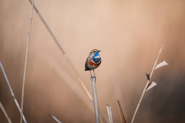 istock Portrait of male bluethroat 1320297796