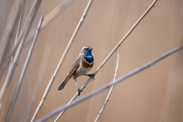 istock Portrait of male bluethroat 1320297833