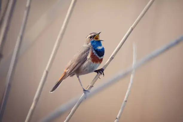 Beatiful small bird. Little bluethroat male songbird in dry reeds on nature background