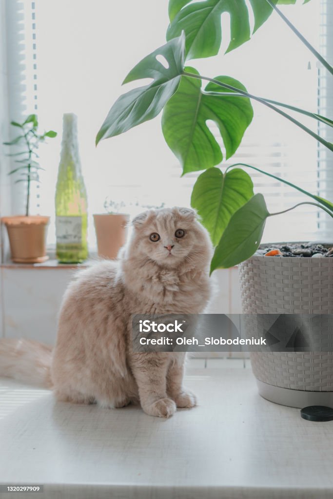 Cat sitting near the plant at home Cute cat sitting near the plant at home Scottish Fold Cat Stock Photo