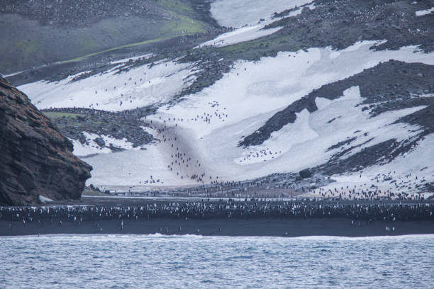 istock Chinstrap Penguins colony on the beach 1320298038