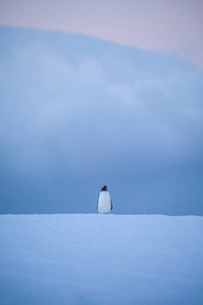 gentoo pinguin steht auf schneebedecktem hügel - nature antarctica half moon island penguin stock-fotos und bilder