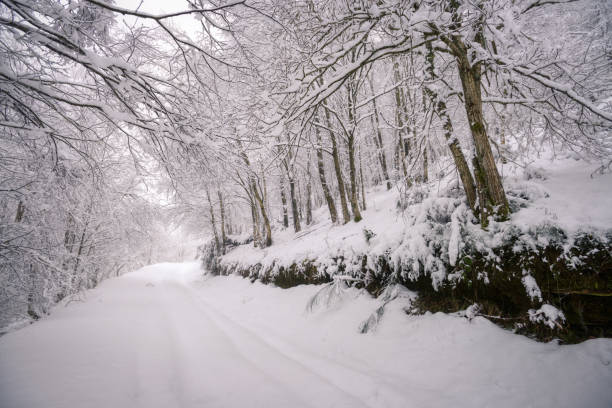 istock Forest road buried under heavy snowfall 1320298771