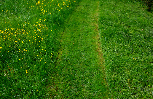 path mowed by a mower on a narrow sidewalk. low grass surrounded by a meadow with yellow flowers. different ways of meadow care. mowing hay