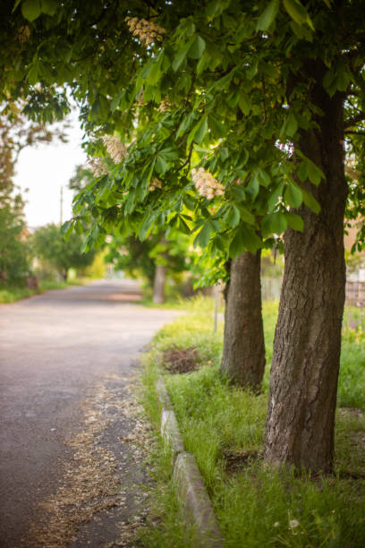 Blooming chestnut trees grow along the road.