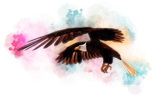 3D illustration bald eagle in the style of watercolor painting isolated on white background