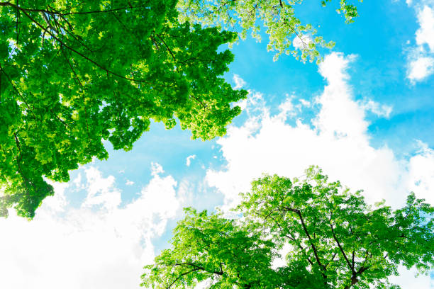 istock Clear blue sky peeking through the young foliage in the park 1320300251