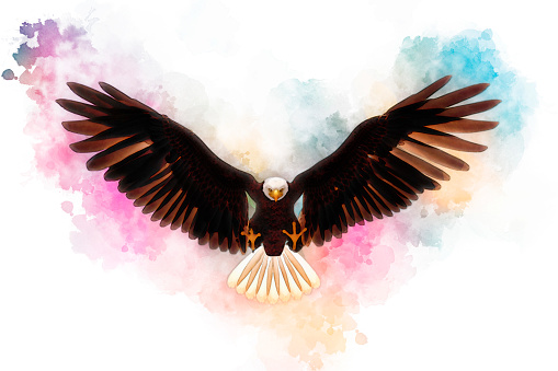 3D illustration bald eagle in the style of watercolor painting isolated on white background