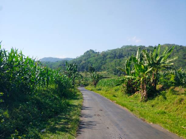 istock photo of asphalt road between corn plantations 1320301138